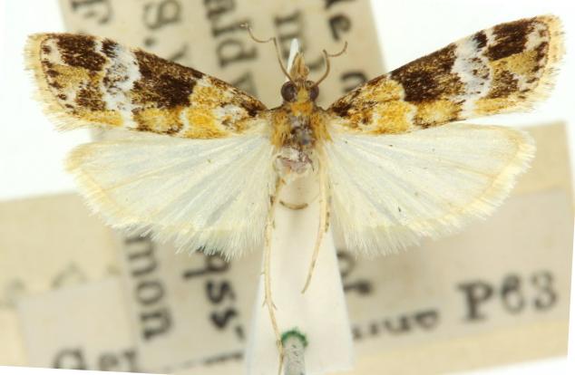 Scoparia gethosyna