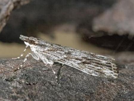 Scoparia ochrophara