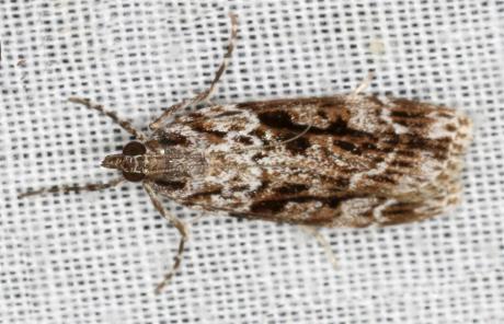 Scoparia philonephes