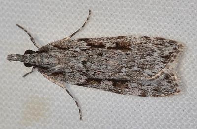 Scoparia plagiotis