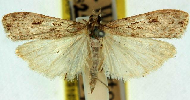 Scoparia plagiotis