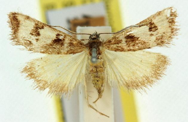 Phanomorpha schizodesma