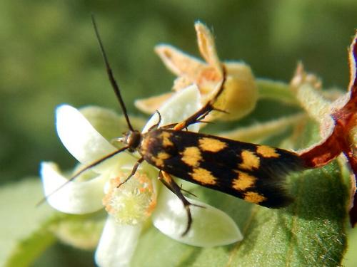 Eretmocera chrysias