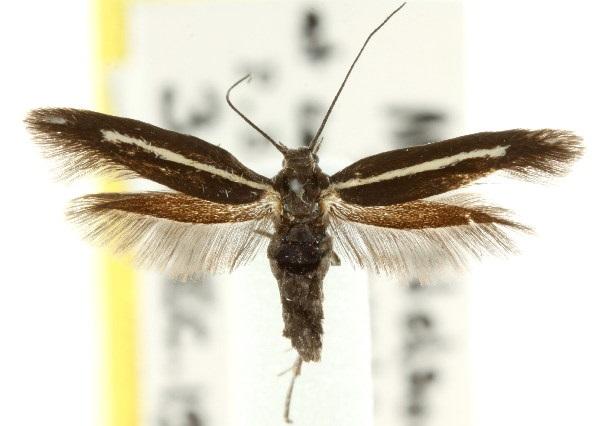 Scythris pleonectis