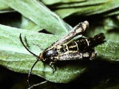 Chamaesphecia mysiniformis