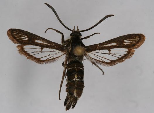 Chamaesphecia mysiniformis