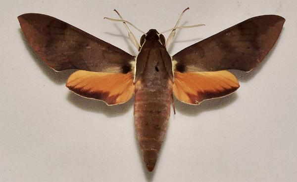 Gnathothlibus australiensis