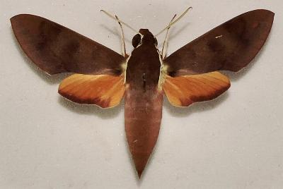 Gnathothlibus australiensis