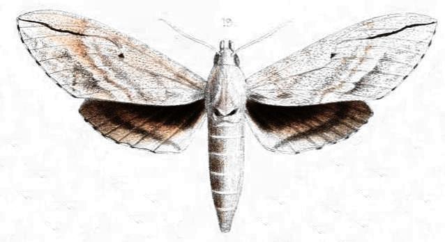 Leucomonia bethia