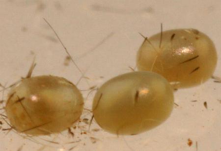 Hopliocnema brachycera