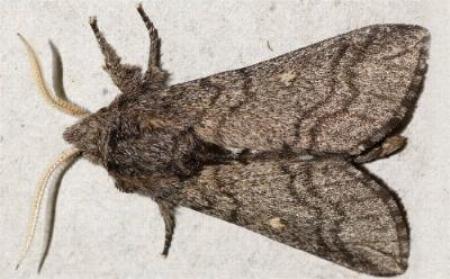 Hopliocnema brachycera