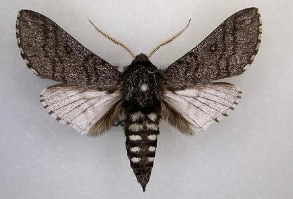 Hopliocnema brachycera