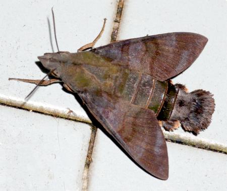 Macroglossum corythus