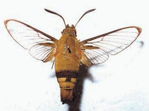 Cephonodes cunninghami