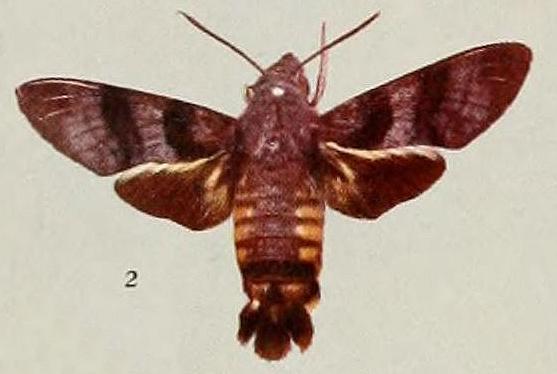 Macroglossum joannisi