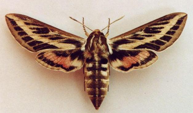 Hyles livornicoides