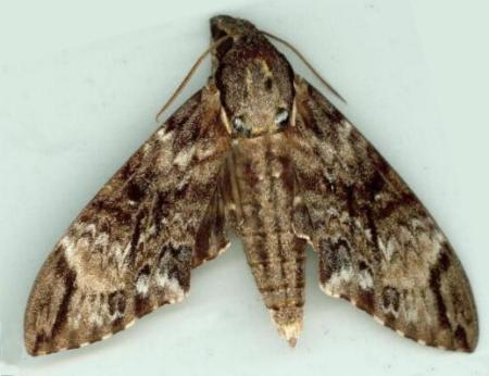 Psilogramma menephron