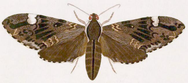 Psilogramma menephron