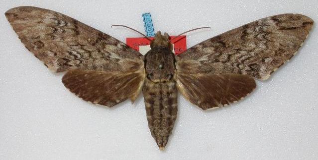Psilogramma menephron