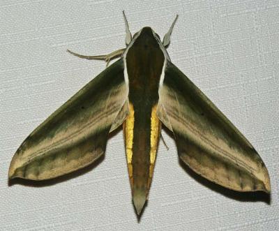 Theretra nessus
