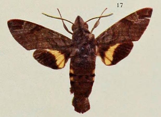 Macroglossum nubilum