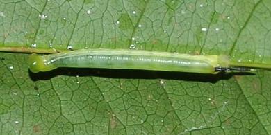 Angonyx papuana