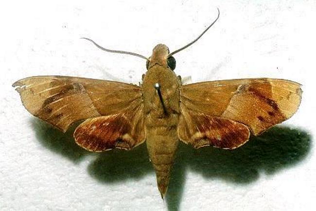 Angonyx papuana