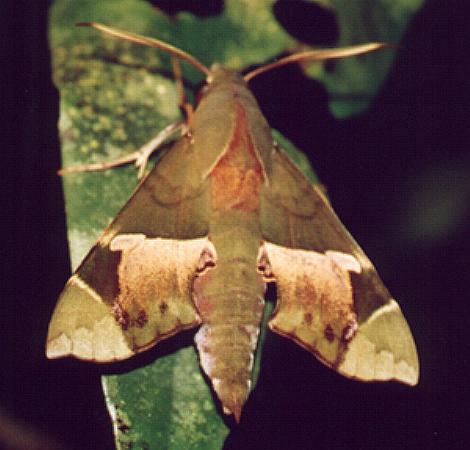 Angonyx papuana