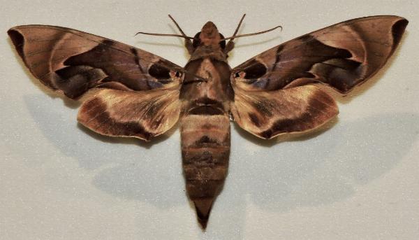 Daphnis protrudens