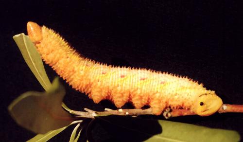 Coequosa triangularis