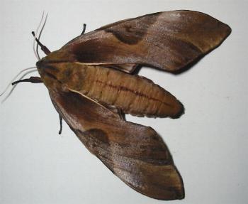 Coequosa triangularis