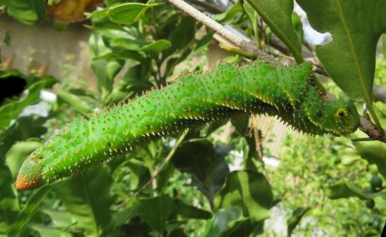 Coequosa triangularis