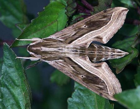 Hippotion velox
