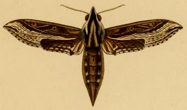 Hippotion velox