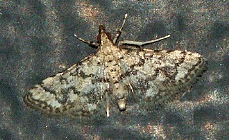 Metasia acharis