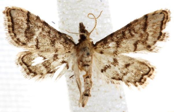 Metasia acharis