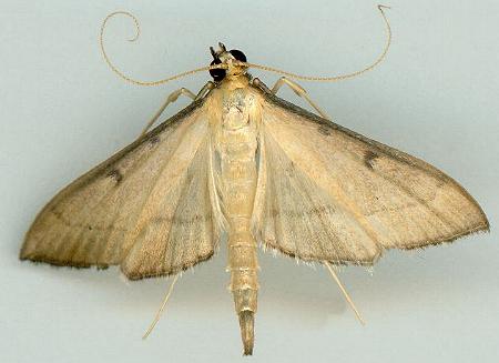 Bradina admixtalis