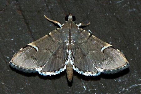 Patania aedilis
