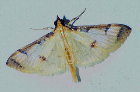 Cotachena aluensis
