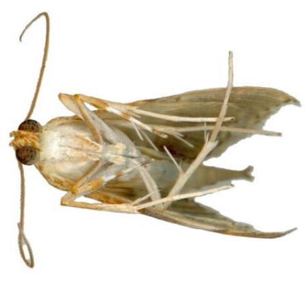Tetracona amathealis