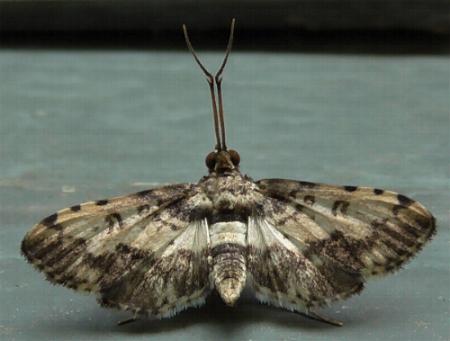 Nacoleia amphicedalis