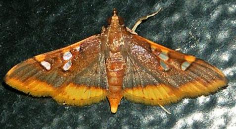 Prophantis androstigmata