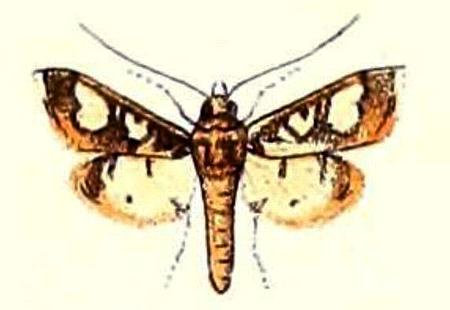Orphanostigma angustale
