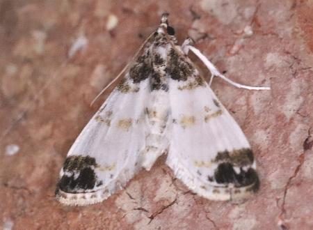 Analyta apicalis