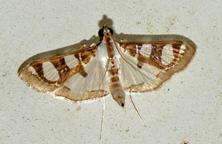 Glyphodes apiospila