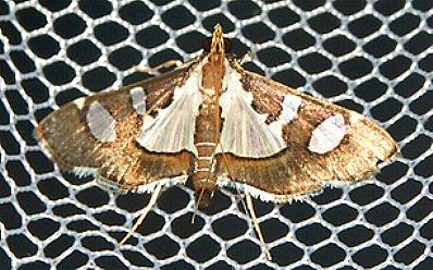 Glyphodes bicolor