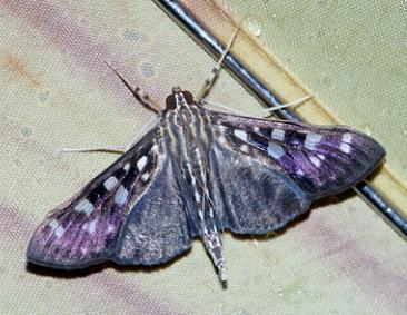 Pygospila bivittalis