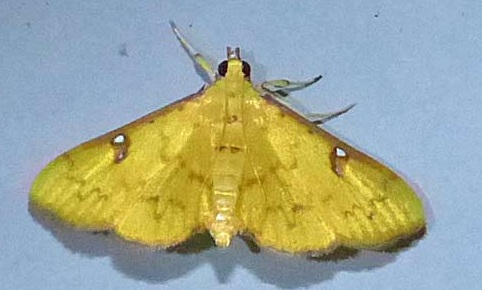 Archernis callixantha