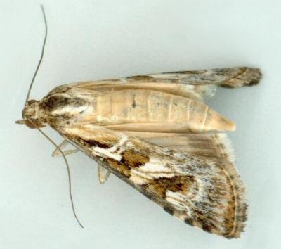 Nomophila corticalis