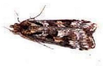 Nomophila corticalis